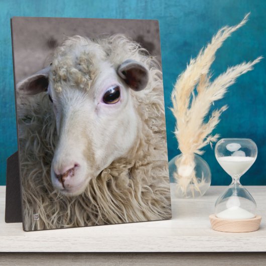 Grappige schapen fotoplaat (Zijkant)