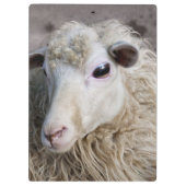 Grappige schapen klembord (Achterkant)