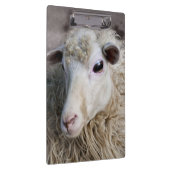 Grappige schapen klembord (Rechts)