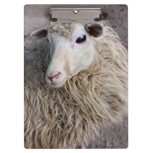 Grappige schapen klembord (Voorkant)