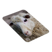 Grappige schapen magneet (Rechterzijde)