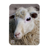 Grappige schapen magneet (Verticaal)
