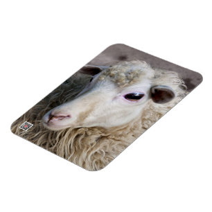 Grappige schapen magneet
