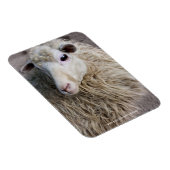 Grappige schapen magneet (Rechterzijde)