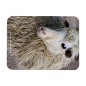 Grappige schapen magneet (Horizontaal)