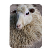Grappige schapen magneet (Verticaal)