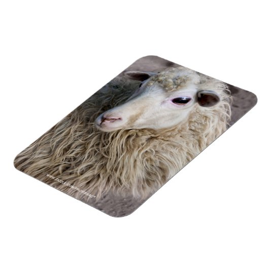 Grappige schapen magneet (Linkerzijde)