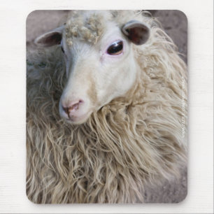 Grappige schapen muismat