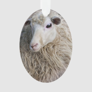 Grappige schapen ornament