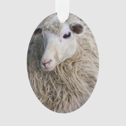 Grappige schapen ornament (voorkant)