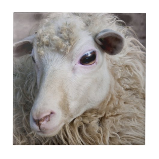 Grappige schapen tegeltje (Voorkant)