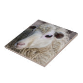Grappige schapen tegeltje (Zijkant)