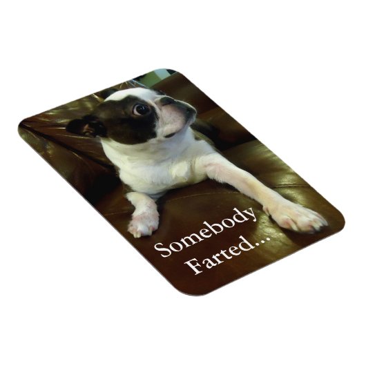 Grappige scheten Boston Terrier magneet (Rechterzijde)