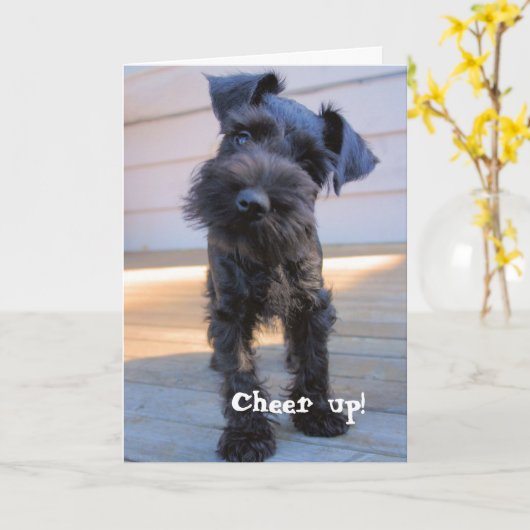 Grappige Schnauzer Verjaardag Kaart (Gele Bloem)