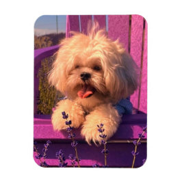 Grappige Shih Tzu Puppy Die Lacht (Hondendagen) Magneet