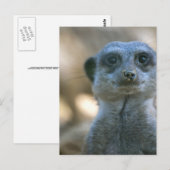 Grappige stokstaartje briefkaart (Voorkant / Achterkant)