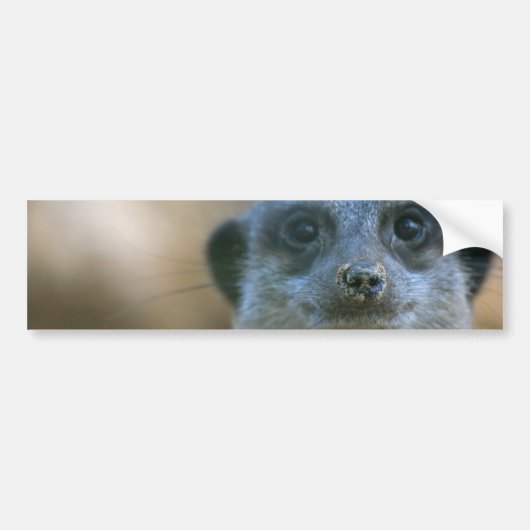 Grappige stokstaartje bumpersticker (Voorkant)