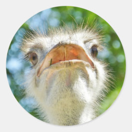 Grappige struisvogel - Sticker