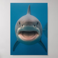 Grappige tandeloze grote witte haai muur kunst