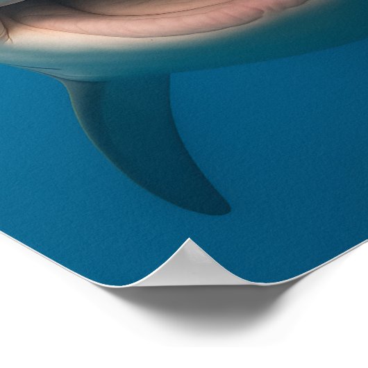 Grappige tandeloze grote witte haai muur kunst poster (Hoek)