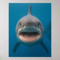 Grappige tandeloze grote witte haai muur kunst