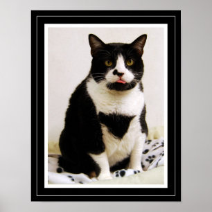 Grappige Tuxedo Kat Poster