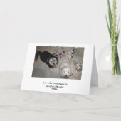 Grappige Vaderdag Havanese Puppies Kaart (Achterkant)