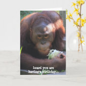 Grappige Verjaardag Kaart, Orangutan wil taart! Kaart (Gele Bloem)