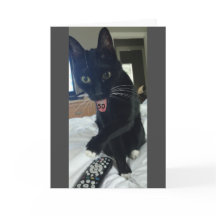 Grappige verjaardagskaart 50ste kat