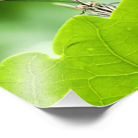 Grappige vlinder glundert over blad foto afdruk (Hoek)