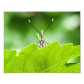 Grappige vlinder glundert over blad foto afdruk (Voorkant)