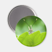 Grappige vlinder glundert over blad magneet (Voorkant / Achterkant)