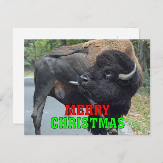 Grappige vrolijke kerststier bizon likken testikel feestdagenkaart (Voorkant / Achterkant)