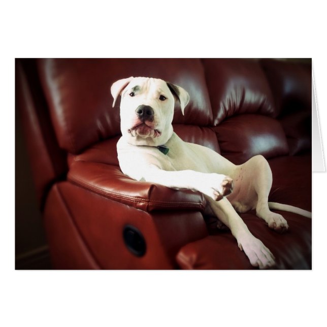 grappige witte pitbull hond op de bank (Voorkant Horizontaal)