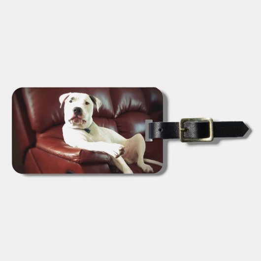 grappige witte pitbull hond op de bank bagagelabel (Voorkant horizontaal)