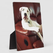 grappige witte pitbull hond op de bank fotoplaat (Zijkant)