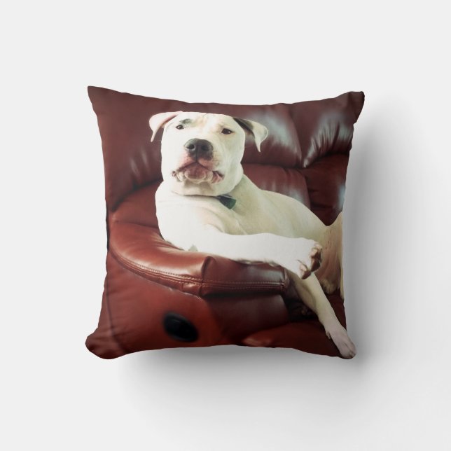 grappige witte pitbull hond op de bank kussen (Voorkant)