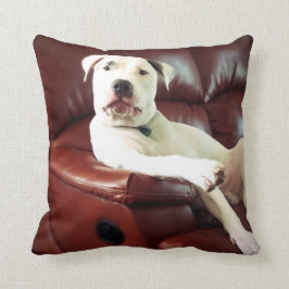 grappige witte pitbull hond op de bank kussen