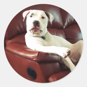 grappige witte pitbull hond op de bank ronde sticker
