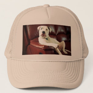grappige witte pitbull hond op de bank trucker pet
