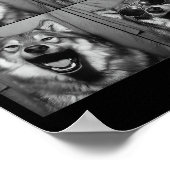Grappige Wolf Fotohokje Zonnebril Hond Poster (Hoek)