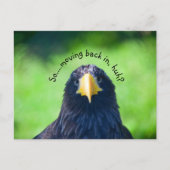 Grappige zeehavik vogel•Aangepast Aankondigingskaart (Voorkant)