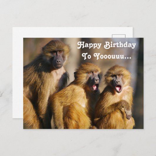 Grappige zingende apen - berberapen briefkaart (Voorkant / Achterkant)