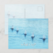 Grappige zwanen wat is er allemaal leeg gelegenhei briefkaart (Voorkant / Achterkant)