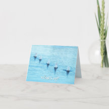 Grappige zwanen wat is er allemaal leeg gelegenhei