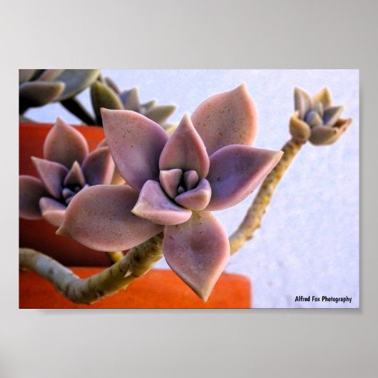 Graptopetalum Paraguayense, Succulent Ghost-plant Poster (Voorkant)