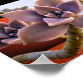 Graptopetalum Paraguayense, Succulent Ghost-plant Poster (Hoek)