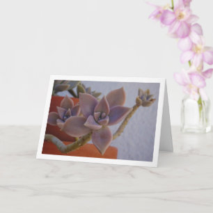 Graptopetalum Paraguayense, succulent spook-plant Kaart