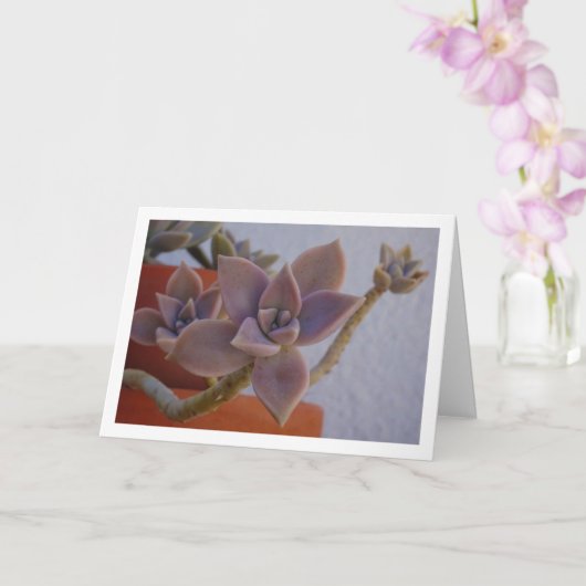 Graptopetalum Paraguayense, Succulent Spookplant Kaart (Orchidee)