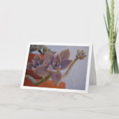 Graptopetalum Paraguayense, Succulent Spookplant Kaart (Voorkant)